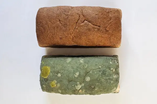 BioBlends, una startup incubada en la Eeaoc que convive con las líneas de investigación histórica