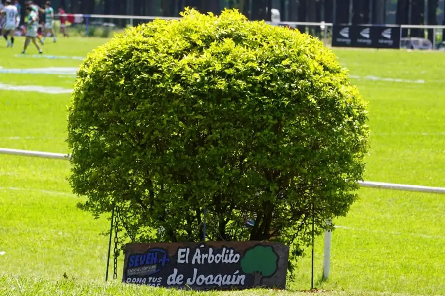 UN HOMENAJE. El club plantó un arbolito para recordar a Joaquín Quintana.