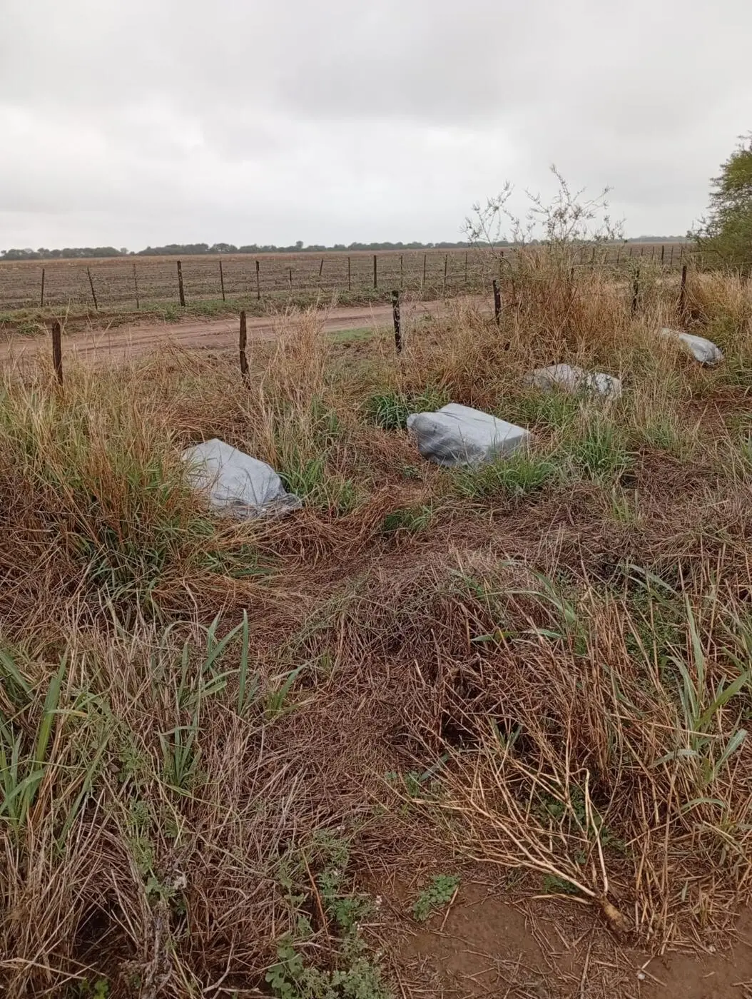 Narcotráfico: “Los cárteles pretenden instalarse en la región”, dijo el fiscal federal Vehils Ruiz