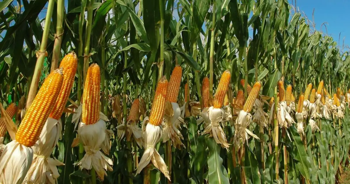 Brasil, la economía agrícola más dinámica