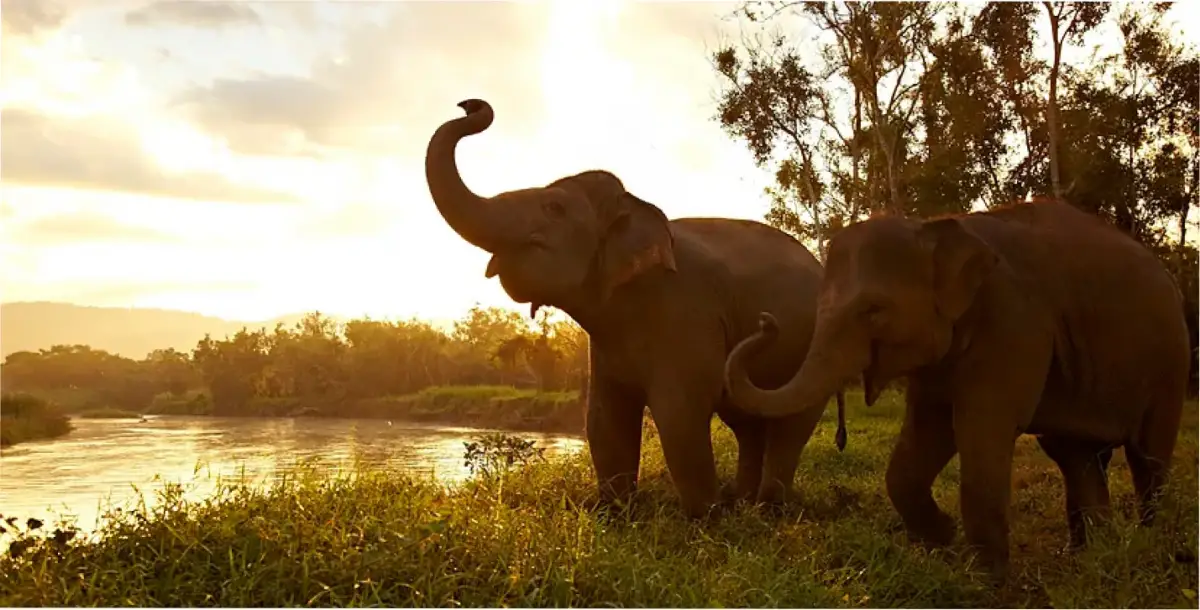 Las estrategias contra el cáncer de los elefantes que podrían salvar a los humanos. 