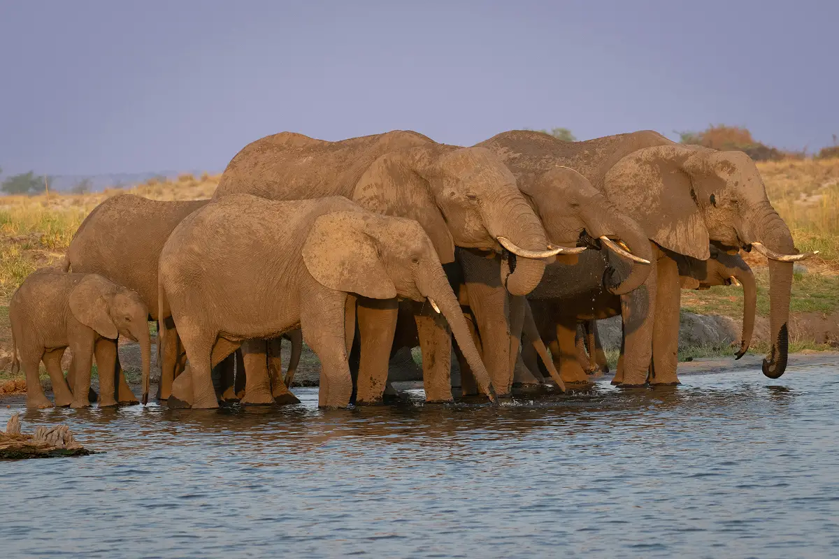 SIEMPRE EN MANADA. El equipo del Conicet-UBA tomó como referencia a los elefantes, entre otros animales cooperativos, para su estudio de la prevalencia de cáncer. / UNSPLASH