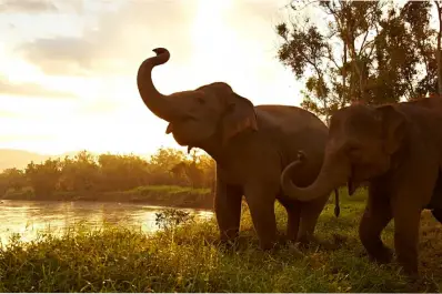 El secreto de la longevidad develado: científicos buscan copiar las estrategias genéticas de elefantes y ballenas