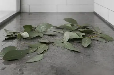 Hojas de eucalito en la ducha: ¿cómo hacerlo y de qué sirve?