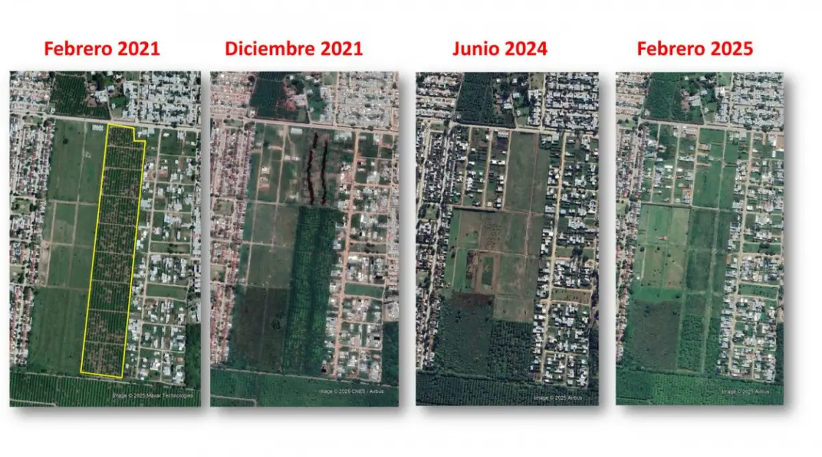 LÍNEA DE TIEMPO. En esta imagen se aprecia la reducción del área citrícola en una finca de Tafí Viejo.