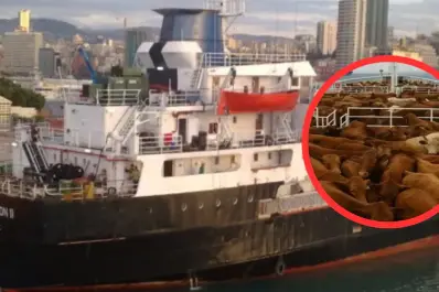 Dónde está el buque Spiridon II con las 2.900 vacas uruguayas varadas en el mar