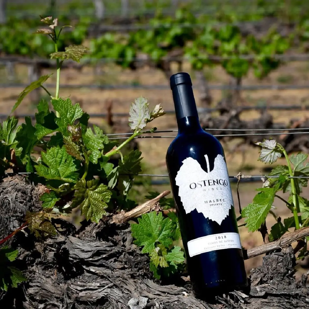RESERVA. El Malbec que se hace en Salta tiene un potencial de guarda de 10 años.