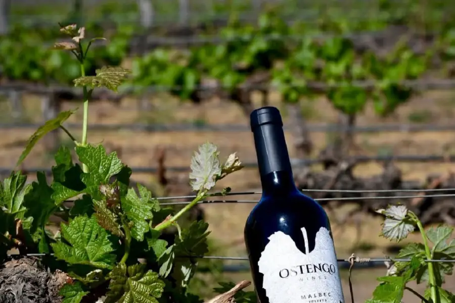 RESERVA. El Malbec que se hace en Salta tiene un potencial de guarda de 10 años.