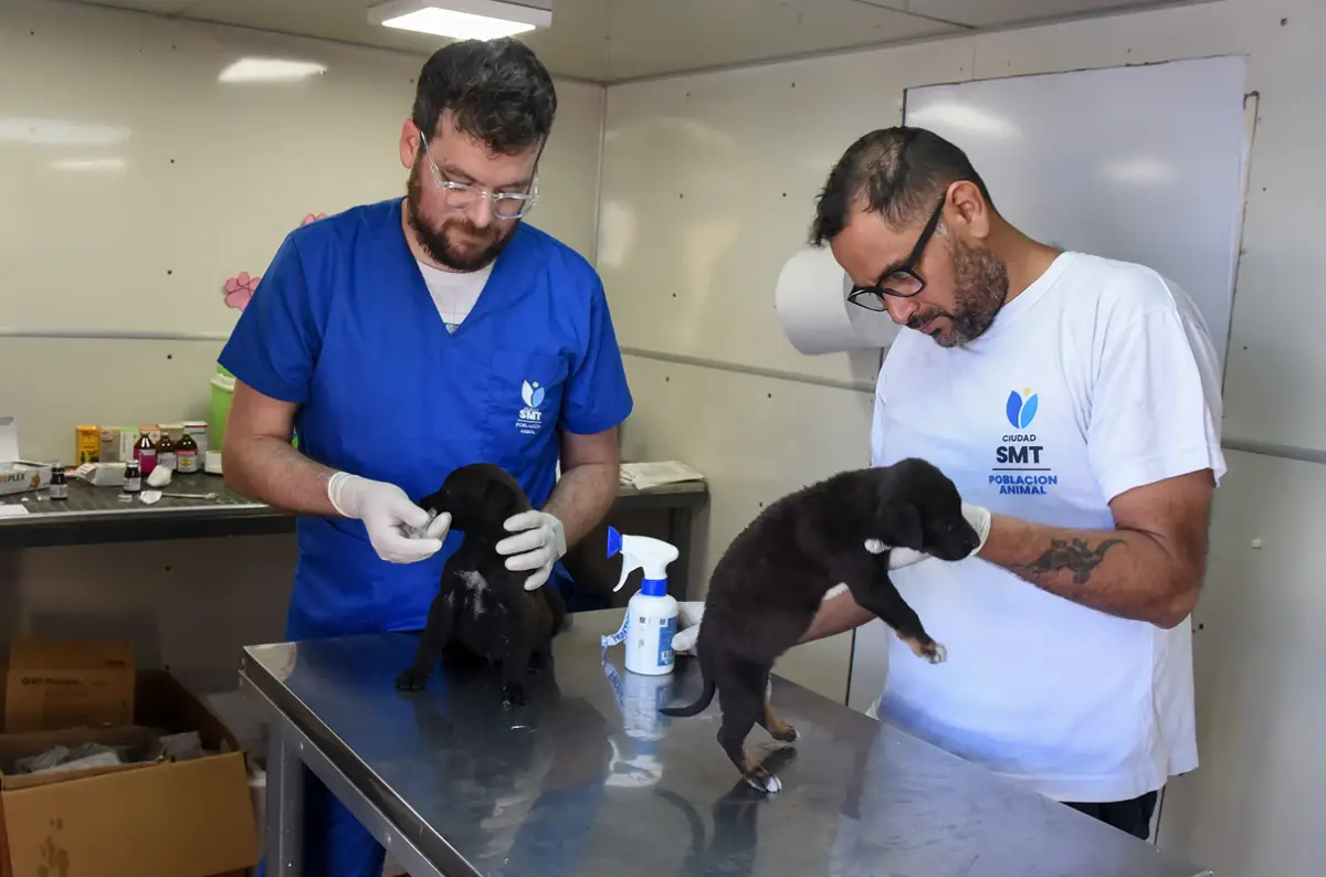 Castraciones gratuitas: dónde estará el quirófano móvil entre el 25 y 28 de noviembre