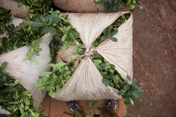 La están juntando con pala, mientras nosotros desaparecemos: fuerte reclamo de productores yerbateros contra la desregulación