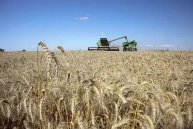 El área con trigo creció un 13%, y la de garbanzo cayó casi un 40%, respecto de la campaña anter
