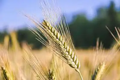 Con limitada agua en el perfil conviene cultivar trigo y no garbanzo