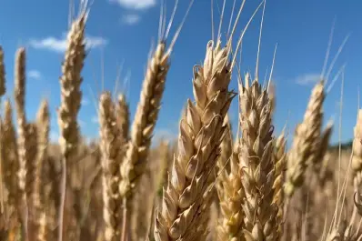 Los principales cultivos de invierno, por departamento