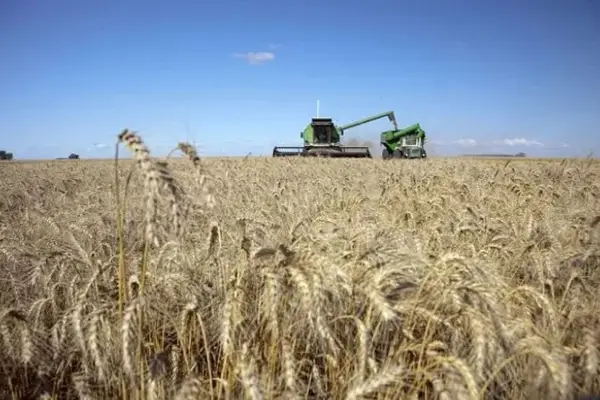 El área con trigo creció un 13%, y la de garbanzo cayó casi un 40%, respecto de la campaña anter