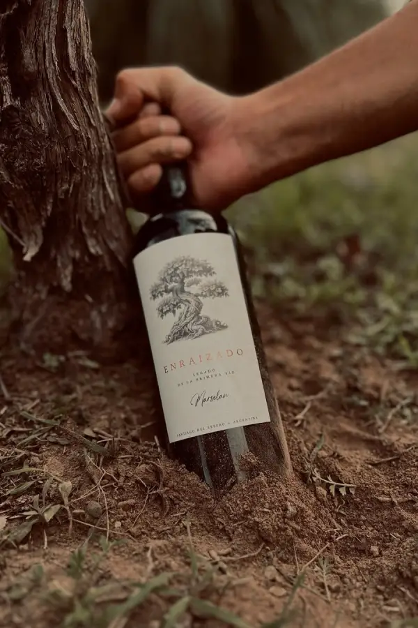 MARSELAN. Se trata de una variedad de uva que salió del cruce entre Cabernet Sauvignon y Garnacha.