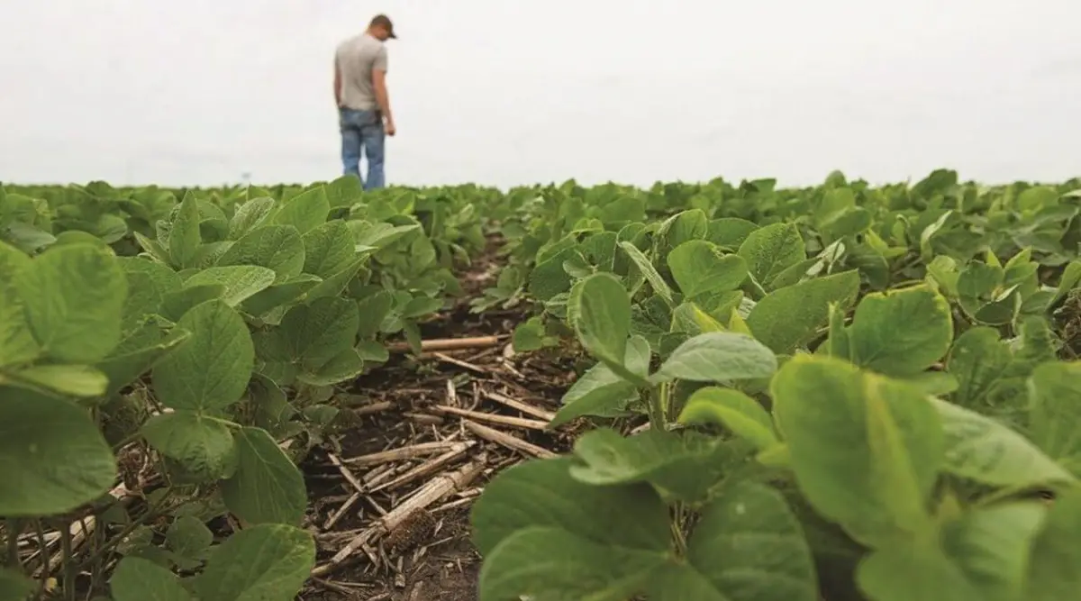 SOJA. Especialistas aseguran que “todavía se está en fecha”.