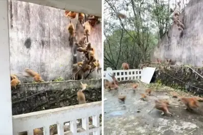 Estampida de monos en China: más de 100 animales corrieron montaña abajo y asustaron a turistas