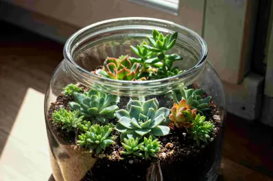 Minimalistas y relajantes: el regreso de los terrarios