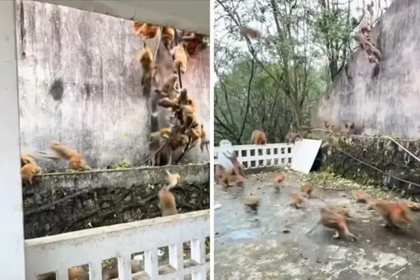 Estampida de monos en China: más de 100 animales corrieron montaña abajo y asustaron a turistas