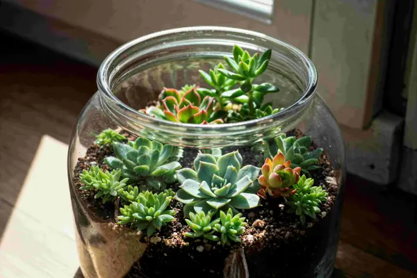 Minimalistas y relajantes: el regreso de los terrarios