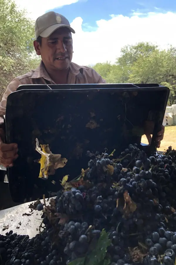 EN LA BODEGA. Los empleados hacen un trabajo artesanal para elegir las mejores uvas. 
