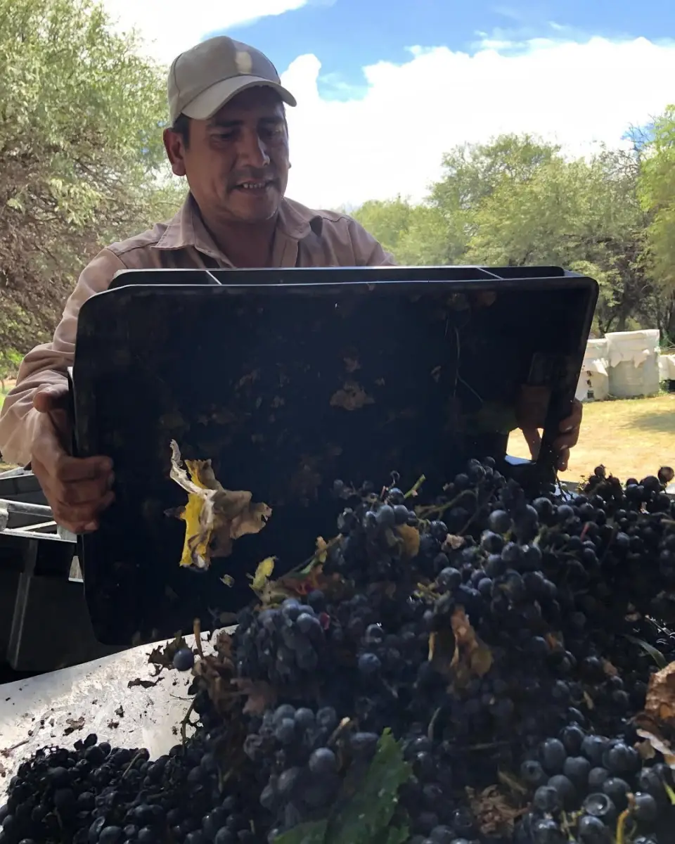 EN LA BODEGA. Los empleados hacen un trabajo artesanal para elegir las mejores uvas. 