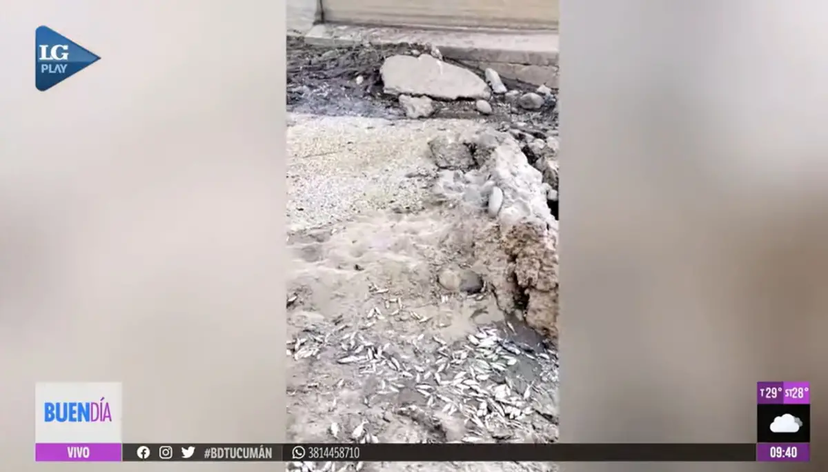 Impactantes imágenes: así quedó el río Chirimayo tras la muerte de miles de peces