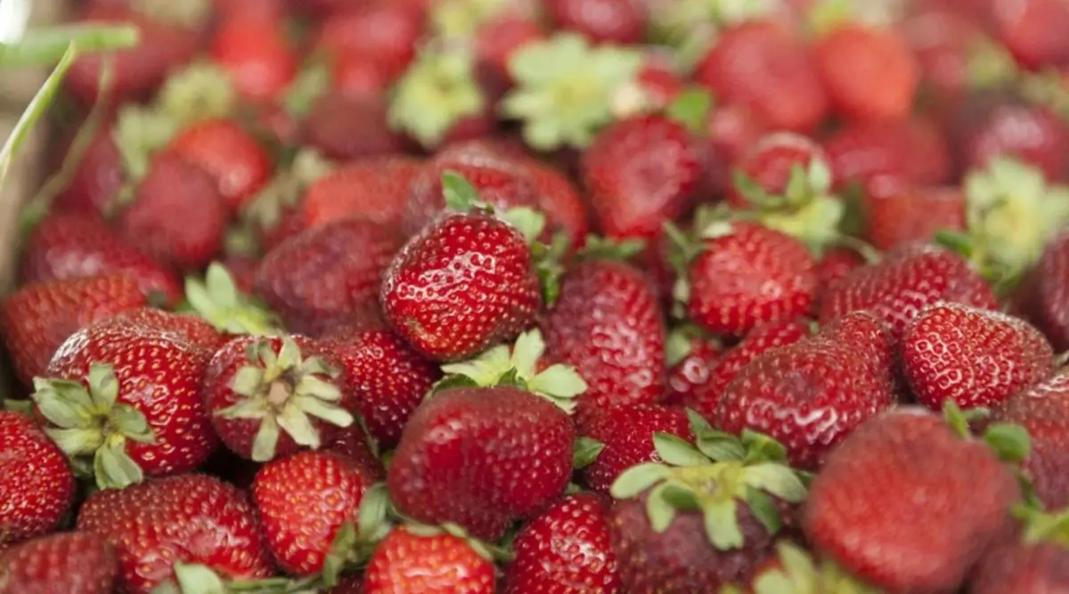 Frutilla: la Argentina homologa su normativa de calidad con el Mercosur