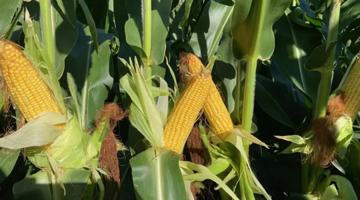 Maíz y sorgo: el control temprano de malezas es clave
