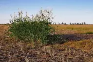 Una propuesta de BASF ante la amenaza del Sorgo de Alepo