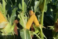 Maíz y sorgo: el control temprano de malezas es clave