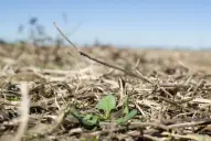 Soja: recomendaciones de la Eeaoc para un ciclo que ya se presenta retrasado