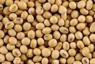 La siembra de soja en la zona núcleo avanza por debajo del ritmo histórico