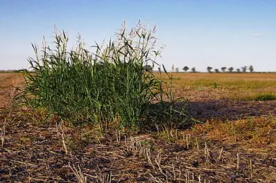 Una propuesta de BASF ante la amenaza del Sorgo de Alepo