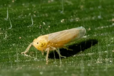 “Chicharrita del maíz”: baja presencia en el NOA