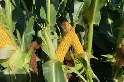 Maíz y sorgo: el control temprano de malezas es clave