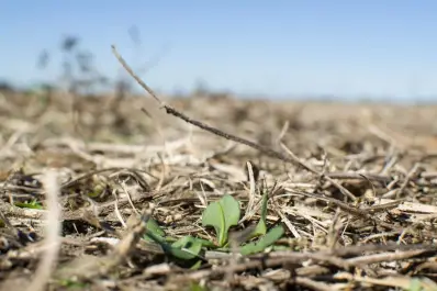 Soja: recomendaciones de la Eeaoc para un ciclo que ya se presenta retrasado