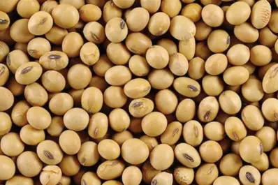 La siembra de soja en la zona núcleo avanza por debajo del ritmo histórico