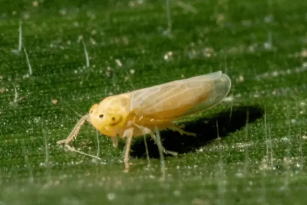 “Chicharrita del maíz”: baja presencia en el NOA
