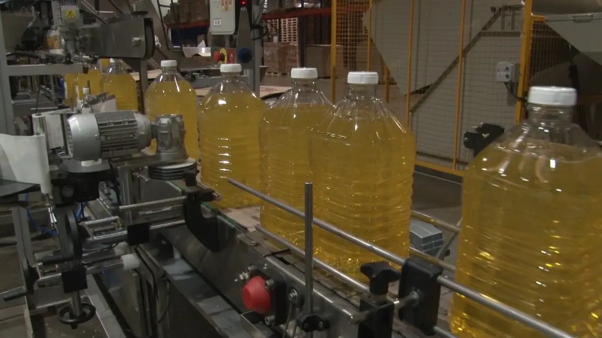 Producción de aceite. AGRICULTURA