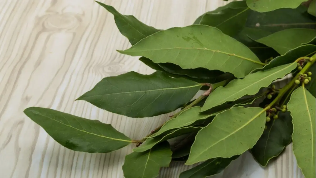 Así funciona el poder de las hojas del laurel según técnicas milenarias. Foto de Cucinare.tv