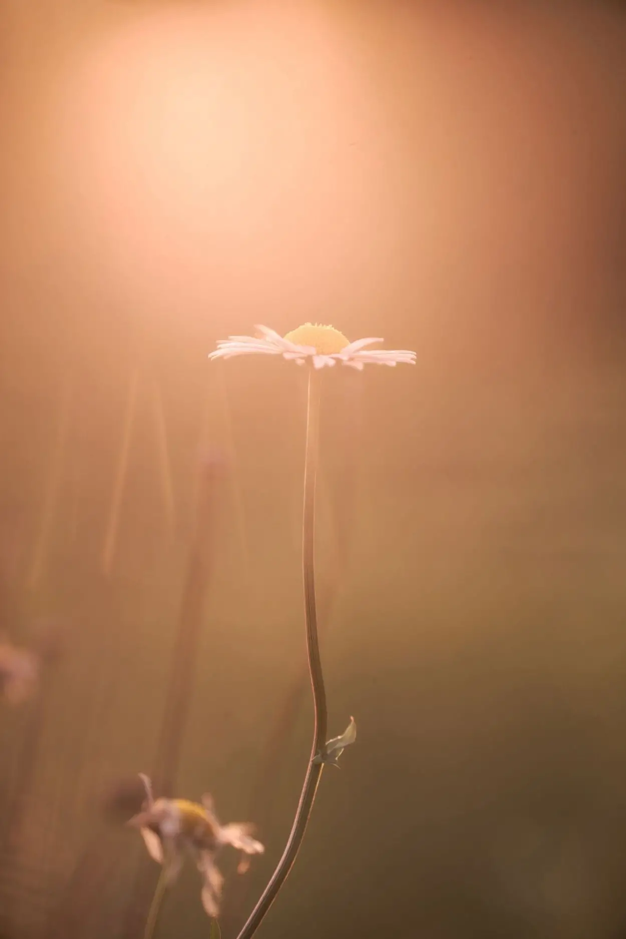 UN HAZ DE LUZ. La simpleza registrada por Isaías López Madariaga.