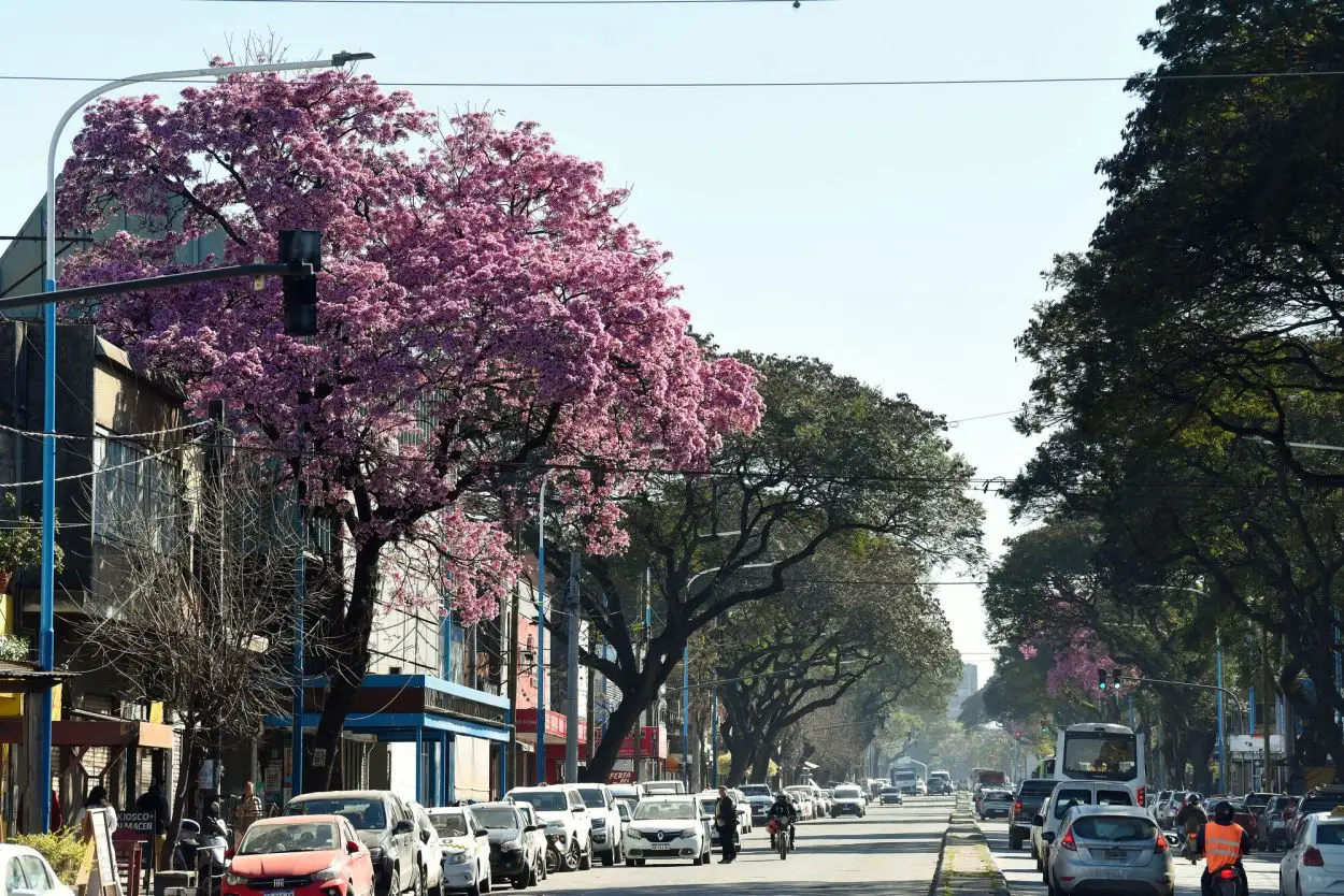 CENSO. Se identificaron 110.000 ejemplares de 299 especies distintas.