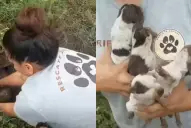 Condenaron a un jubilado por enterrar vivos a cuatro cachorritos en Concepción