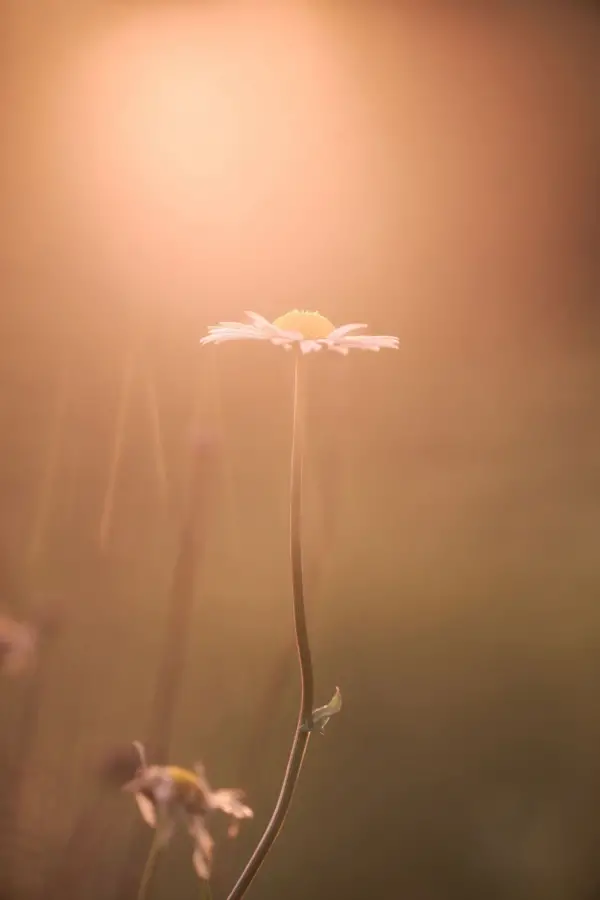 UN HAZ DE LUZ. La simpleza registrada por Isaías López Madariaga.
