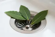 Destapa las tuberías de tu casa en un solo paso y con hojas de laurel