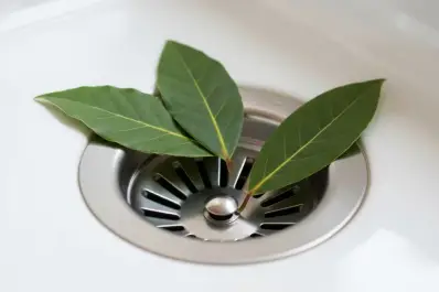 Destapa las tuberías de tu casa en un solo paso y con hojas de laurel