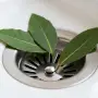 Destapa las tuberías de tu casa en un solo paso y con hojas de laurel