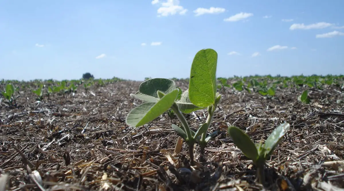 El riesgo de tapar el suelo con cemento