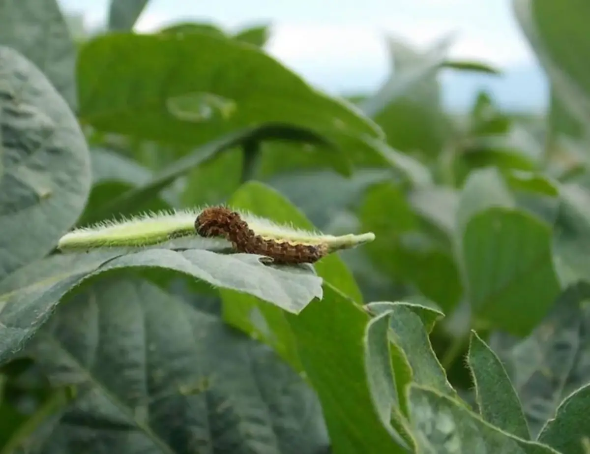 PLAGA. La oruga bolillera mayor a 1 cm daña el brote apical de la soja, lo que modifica la estructura de las plantas, y repercute negativamente sobre el rinde.